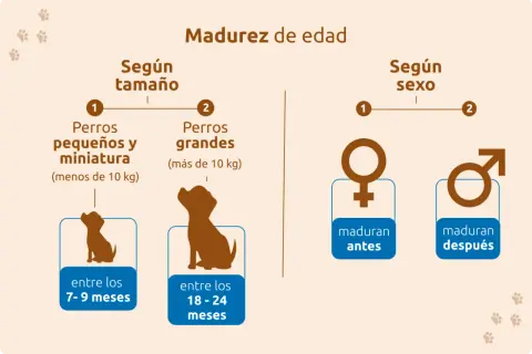 La madurez de un perro varía. Perros pequeños maduran entre 7-9 meses, grandes entre 18-24 meses. Las hembras maduran antes.