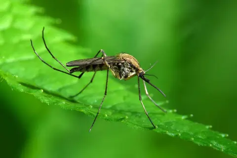 Jak pozbyć się komarów z tarasu? Skuteczne metody na uciążliwe owady