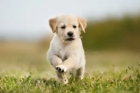 Szczeniak golden retriever biegnie przez łąkę. To idealny moment, kiedy szczeniak może mieć kontakt z innymi psami, ucząc się socjalizacji.