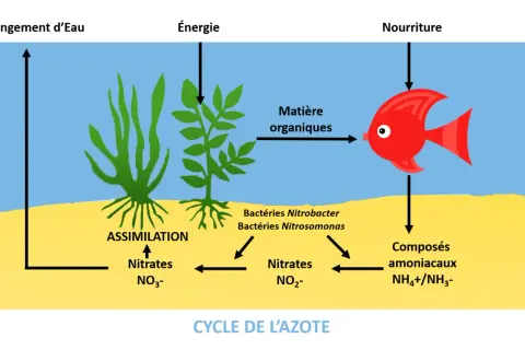 Schéma illustrant le cycle de l'azote : plantes aquatiques assimilant les nitrates, bactéries transformant les composés ammoniacaux en nitrites puis nitrates, et un poisson produisant de la matière organique.