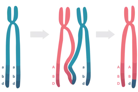 Profaza 1 mejozy: chromosomy homologiczne wymieniają fragmenty DNA, tworząc nowe kombinacje alleli A, B, D i a, b, d.