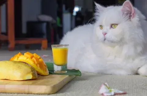 Czy koty mogą jeść mango? Bezpieczne sposoby na podawanie owocu