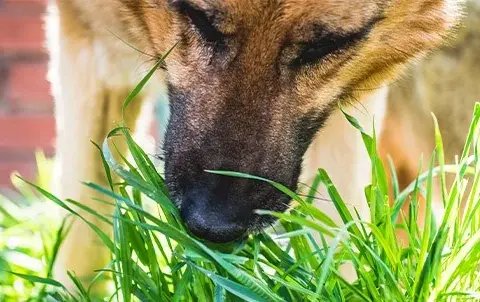 ¿Por qué comen hierba los perros? Razones sorprendentes y preocupaciones