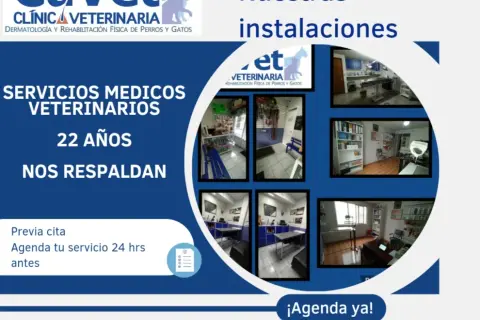 Veterinario del Clínic: Servicios destacados y atención personalizada para tu mascota