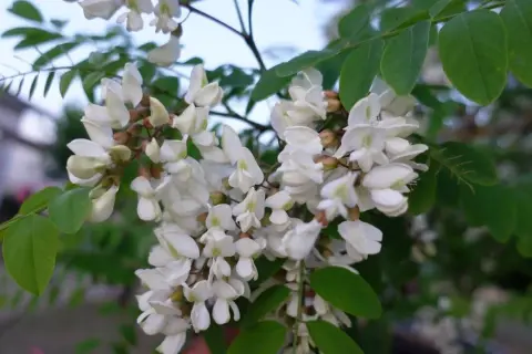 Kiedy kwitnie robinia akacjowa? Terminy, zapach, zastosowanie