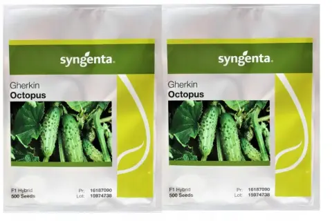 Dwie paczki nasion ogórka Gherkin Octopus od Syngenta. Na opakowaniach widnieje zdjęcie młodych, zielonych ogórków.