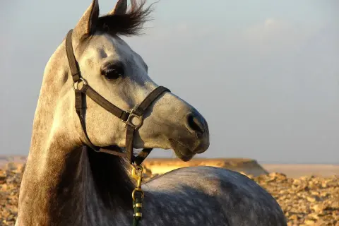 Piękny koń arabski w pustynnym krajobrazie, z grzywą rozwianą przez wiatr.
