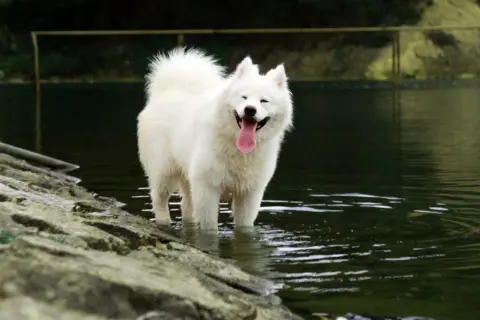 Uśmiechnięty samoyed, którego wielkość robi wrażenie, stoi w wodzie. Jego białe futro lśni, a język wystaje z pyska.