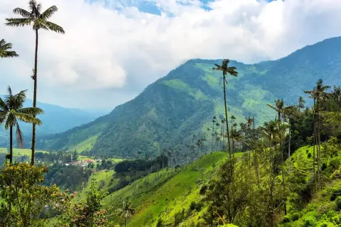 Valle de Cocora, Colombia que ver: palmas de cera altísimas se alzan sobre colinas verdes y un cielo nublado.