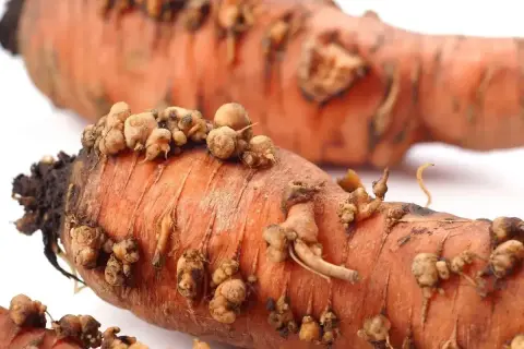 Pomarańczowe marchewki z naroślami, które pokazują, co to są nicienie.
