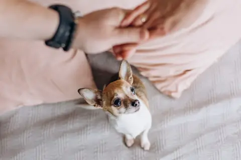Mały piesek chihuahua patrzy z wyrzutem na dłonie właściciela, wyraźnie zazdrosny o uwagę.
