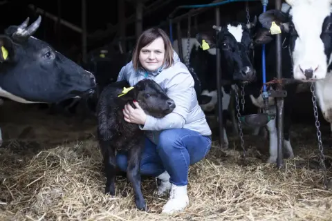 Kobieta tuli czarne cielę, przyszłą krowę wagyu, w oborze pełnej innych krów.