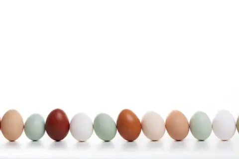 Eine Reihe von Hühnereiern in verschiedenen Farben, von braun über grün bis weiß. Welches Huhn legt rosa Eier? Diese hier nicht, aber sie sind trotzdem schön.