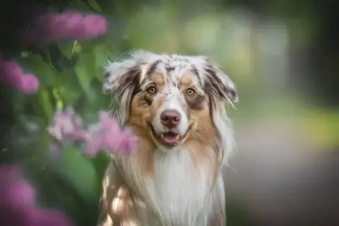 Piękny pies rasy Aussie z charakterystycznym umaszczeniem merle, otoczony kwitnącymi, różowymi kwiatami.