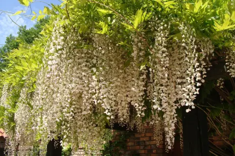 Obficie kwitnąca wisteria biała, której uprawa i przycinanie zapewniają taki spektakl.