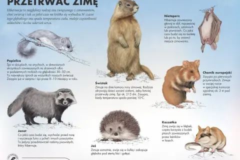 Jak zwierzęta przygotowują się do zimy? Wiewiórka, bocian, jeż