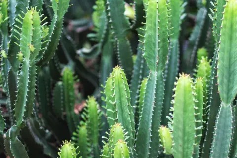 Gęsty las zielonych, kanciastych łodyg kwiatu euphorbia, pokrytych drobnymi kolcami.