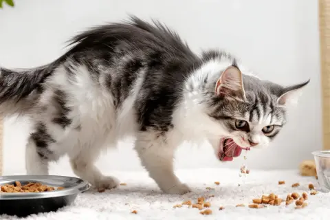 Gato comiendo con avidez, quizás buscando la valeriana para gatos que le da energía.