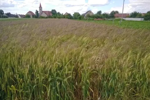 Jak wygląda miotła w zbożu? Poznaj jej cechy i skutki dla plonów