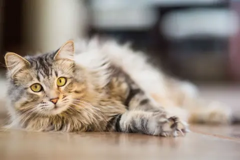 Por qué dicen que los gatos tienen siete vidas y su fascinante origen