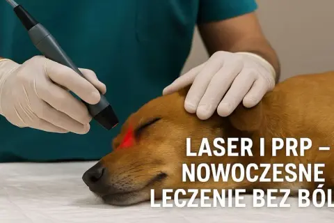 Co robi weterynarz i jak dba o zdrowie Twojego zwierzęcia?