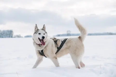 Jakie szelki dla husky zapewnią komfort i bezpieczeństwo Twojemu psu