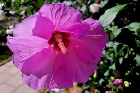 Piękny, fioletowy hibiskus kwitnie na żyznej ziemi. Widać jego delikatne płatki i pręciki.