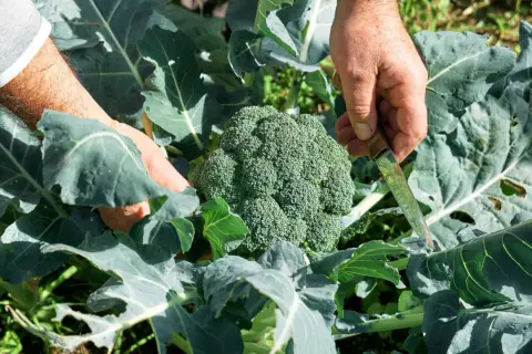 Här skördas en stor, grön broccoli. Det är en härlig känsla att odla broccoli själv och se resultatet.