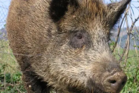 Ile kosztuje dzik w skupie? Poznaj ceny i kluczowe czynniki wpływające na wartość