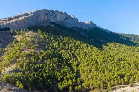 Majestuosas sierras de Almería cubiertas de pinos verdes bajo un cielo azul claro.