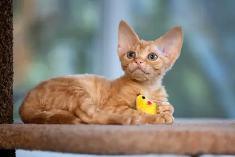 Pomarańczowy kotek rasy Devon Rex z kręconą sierścią leży z żółtą zabawką.