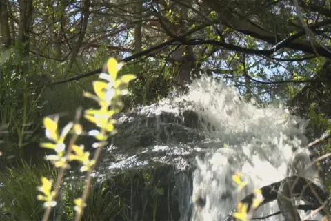 Agua cayendo en cascada por rocas cubiertas de musgo, rodeada de vegetación frondosa. Una presilla de canencia natural en su máximo esplendor.