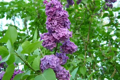 Vackra lila syrenblommor i full blom. En perfekt tid att plantera syrenbuskar för att njuta av doften nästa år.