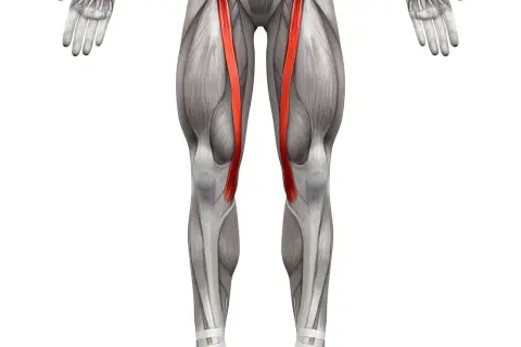 Anatomia uda z uwydatnionym mięśniem krawieckim po obu stronach.