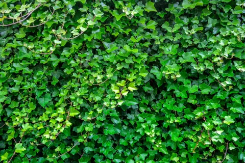Gęsty, zielony żywopłot z bluszczu tworzy naturalną ścianę. Liście o różnych odcieniach zieleni tworzą bogatą teksturę.