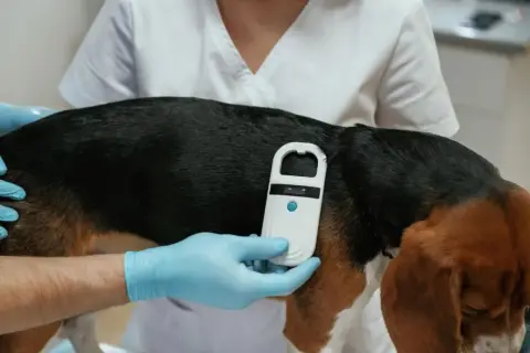 Tierarzt chippt Hund. Ein Scanner wird über das Fell gehalten, um die Identifikationsnummer zu lesen.