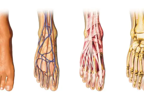 Anatomia stopy: skóra, naczynia krwionośne, mięśnie i kości.