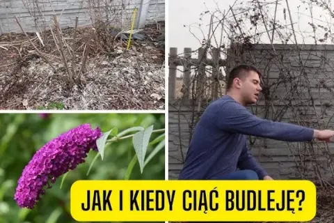 Jak przycinać budleję? Sekrety obfitego kwitnienia i zdrowia