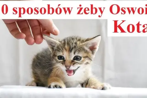 Jak oswoić dzikiego kotka – skuteczne metody i cenne wskazówki