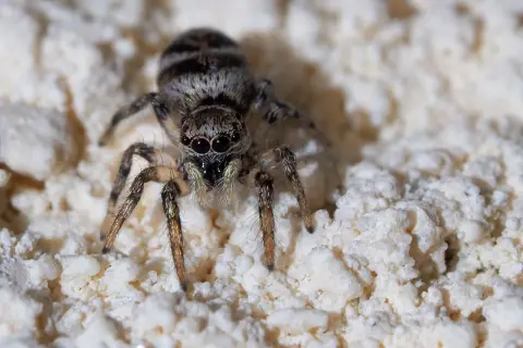 En hoppspindel med randig kropp sitter på en vit, kornig yta. Spindlar i huset bra eller dåligt? Denna lilla jägare kan vara en hjälp.