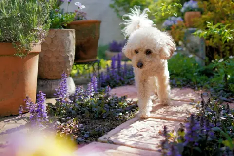 A fluffy white poodle walks on a stone path through a garden with purple flowers. Are lilacs poisonous to dogs? This garden has other plants.