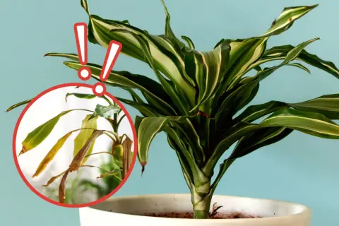 Dracena jak dbać? Zwróć uwagę na żółknące liście, to znak, że roślina potrzebuje pomocy.