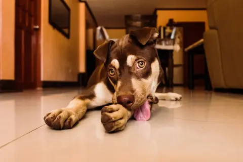 Mon chien se ronge les ongles, allongé sur le sol brillant. Ses yeux dorés fixent l'objectif, sa langue rose pendante.