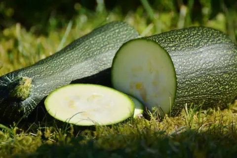 Färska, nyplockade zuccinis ligger på gräset. En är skuren i skivor och visar det ljusa innanmätet. Perfekt för att odla zuccini i sommar!
