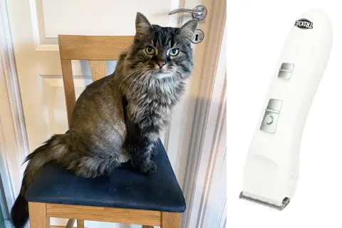 En långhårig katt sitter på en stol, ser skeptisk ut. Bredvid syns en vit klippmaskin, redo för att klippa klor på katt som inte vill.