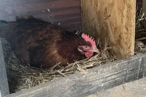 Kura siedzi na jajkach, czekając na wyklucie. Ile trwa przerwa w niesieniu jaj? To zależy od kury i jej instynktu macierzyńskiego.