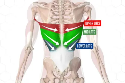 Anatomia pleców z zaznaczonymi mięśniami najszerszymi grzbietu (górne, środkowe, dolne).