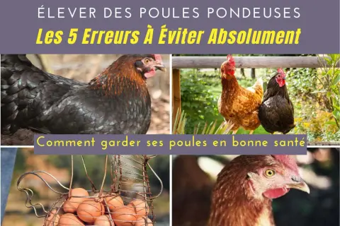 Élever des poules pondeuses demande attention. Découvrez comment garder vos poules en bonne santé et éviter les erreurs courantes.