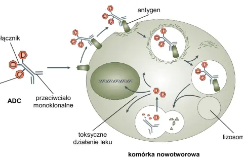 Co to jest komórka w biologii? Zrozumienie podstaw życia i funkcji