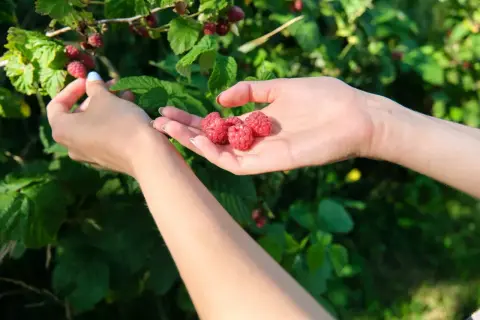 Ręce zbierają dojrzałe jeżynomaliny. Kiedy przycinać jeżynomalinę? Po zbiorach, aby zapewnić obfite plony w przyszłym roku.